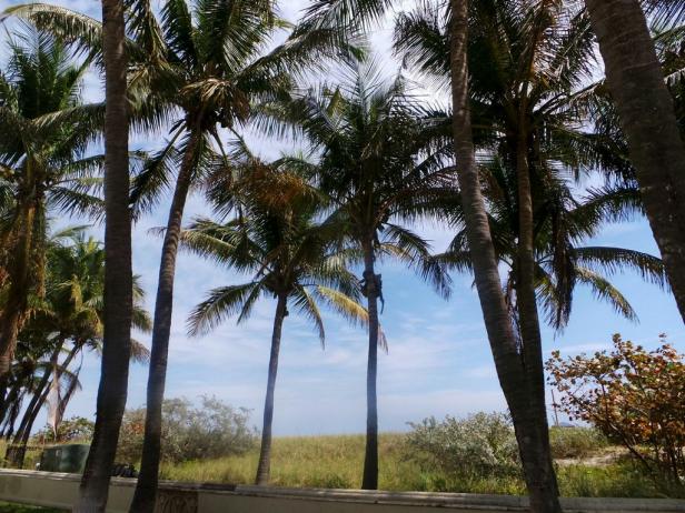 Palm Trees in Sunny Isles Beach, Fla. Palm Trees in Sunny Isles Beach, Fla.