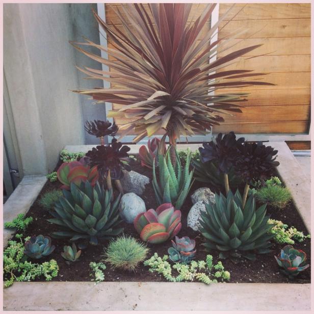 Succulent Mini Patch Succulent Mini Patch