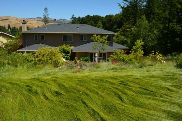 Lawn Revolution: Meadow Soprano Lawn Revolution: Meadow Soprano