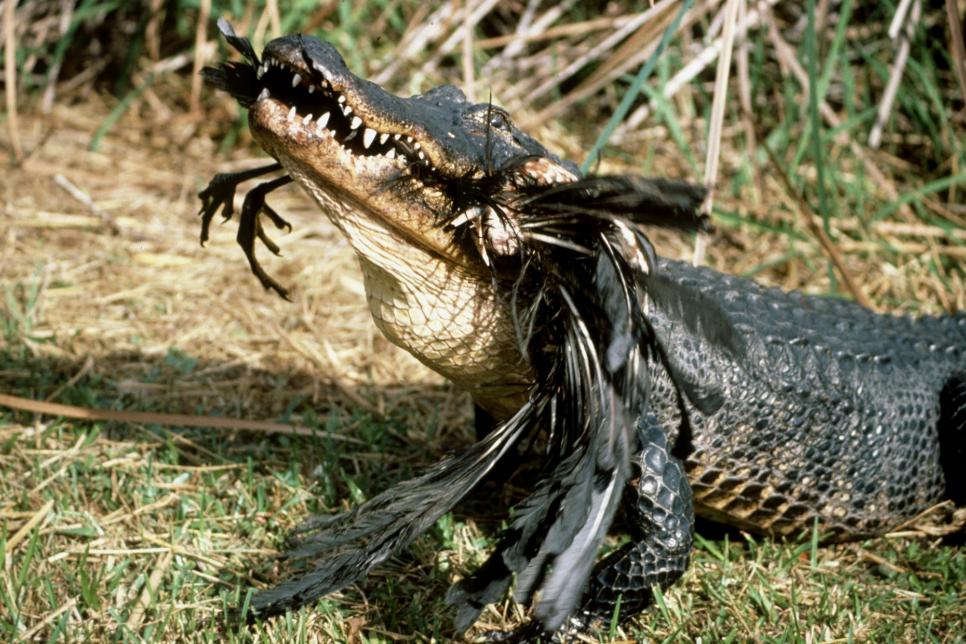 Gator or Crocodile? | GAC