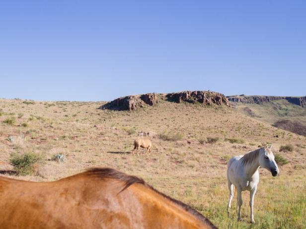 horses in Davis Mountains State Park